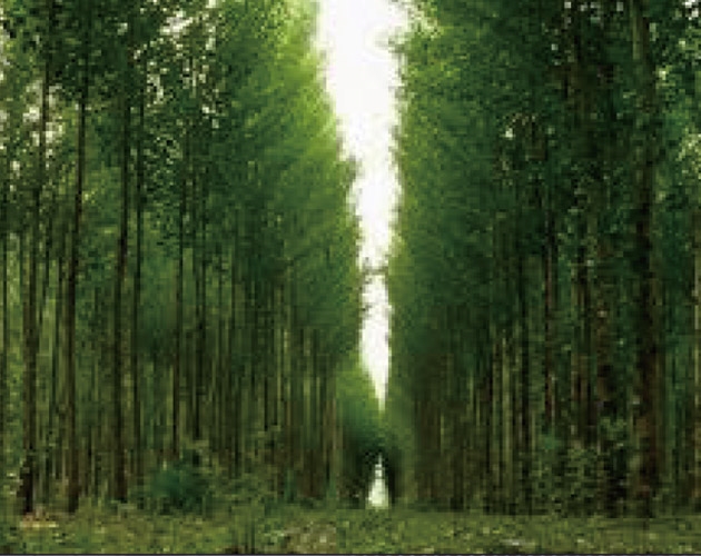 卓資縣2021年森林撫育（喬木幼齡林撫育）補(bǔ)貼項(xiàng)目